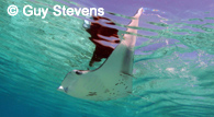 Andrea: Queen of the Mantas airs in November